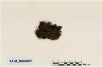 藏品(真苔屬)的圖片